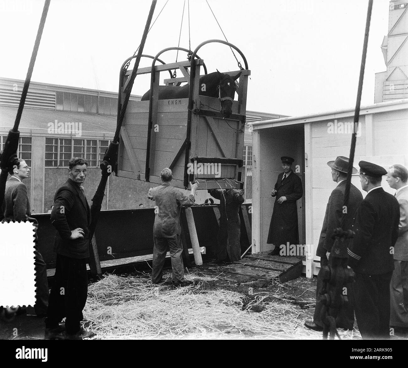 Expédition de Crome Caleche à KNSM à Curaçao. Les chevaux sont chargés Date : 23 septembre 1955 mots clés : ports, voitures, maison royale, chevaux, voitures Nom de l'établissement : KNSM Banque D'Images
