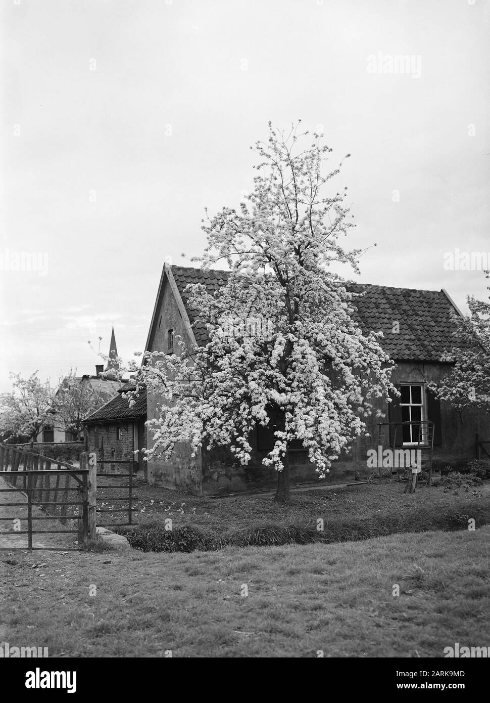 Culture de fruits, arbres, floraison, habitations, cerisier noir Date: Non daté mots clés: Floraison, arbres, culture de fruits, maisons Nom personnel: Cerisier noir Banque D'Images