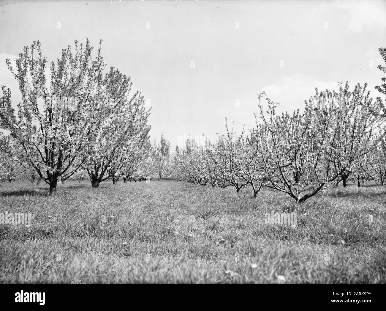 Culture de fruits, arbustes, école de culture de fruits de betteraves, meuleuses interplantant, eng hiver or pearmain Date: 1949 lieu: Bois mots clés: Culture de fruits, arbustes Nom personnel: ENG hiver or pearmain, école de culture de fruits de betteraves, méikers interplantant Banque D'Images