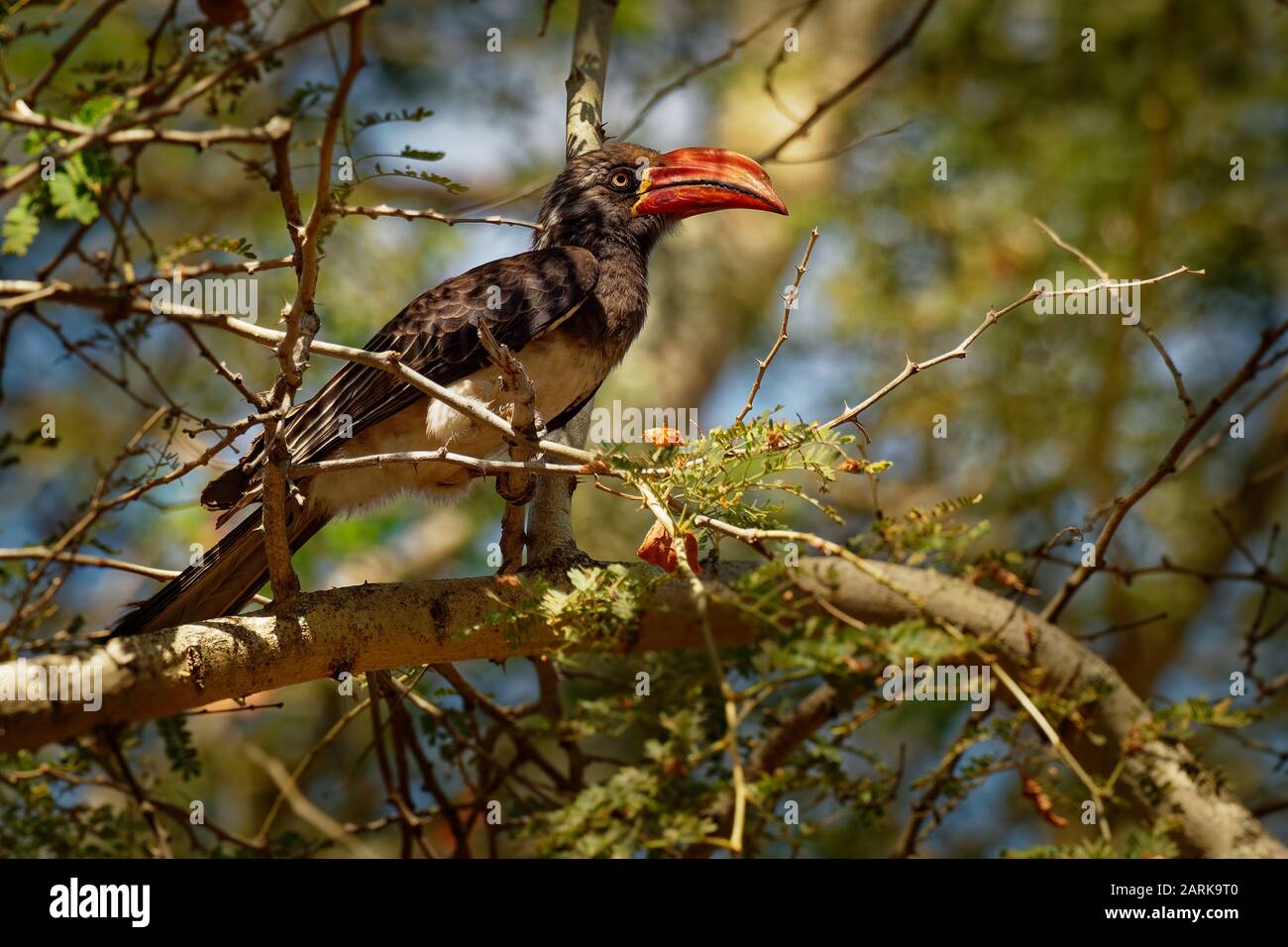 Calao couronné - Tockus alboterminatus Lophoceros oiseau avec ventre blanc et le dos et les ailes noires, conseils de la long tail feathers sont blanches, bec est Banque D'Images