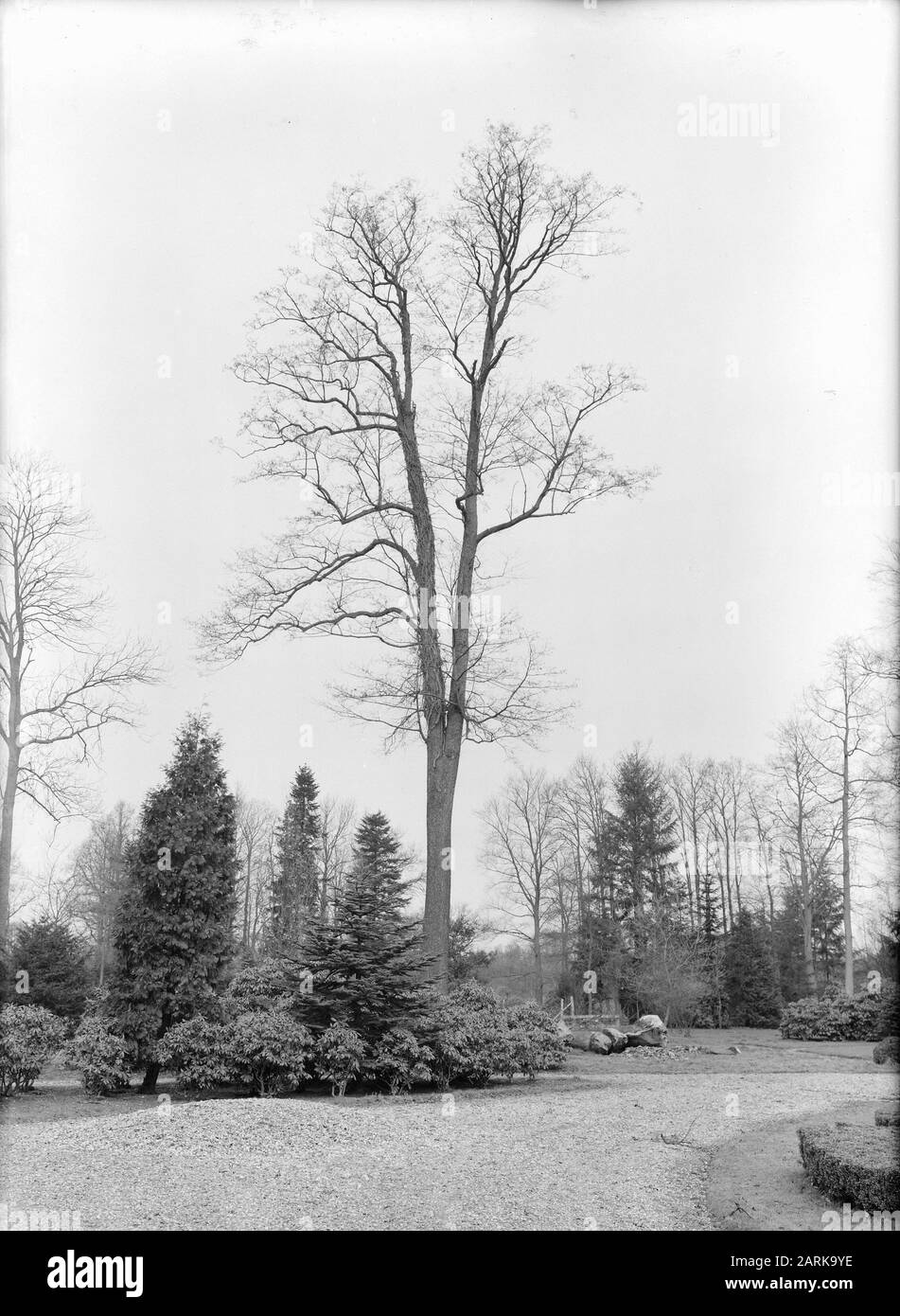 Divers arbres décidus, aulne, noir, alnus glutinosa Date: Non daté mots clés: Divers arbres décidus, aulne, noir Nom De La Personne: Alnus glutinosa Banque D'Images