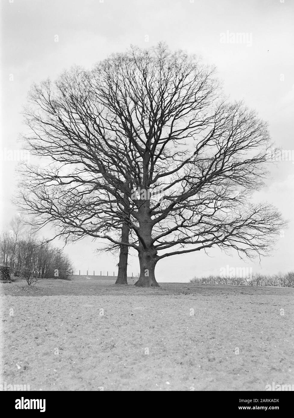 [Oak op de Vilderskamp, le long du Parkweg à Arnhem] Date: Non daté lieu: Arnhem mots clés: Arbres, parcs Banque D'Images