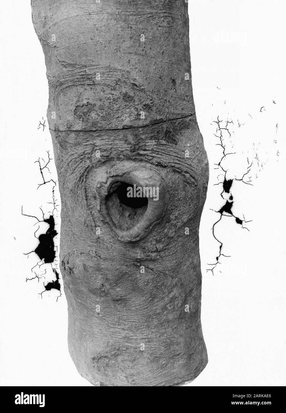 Nids d'oiseaux, pic vert Date: Non daté mots clés: Nids d'oiseaux Nom personnel: Pic vert Banque D'Images