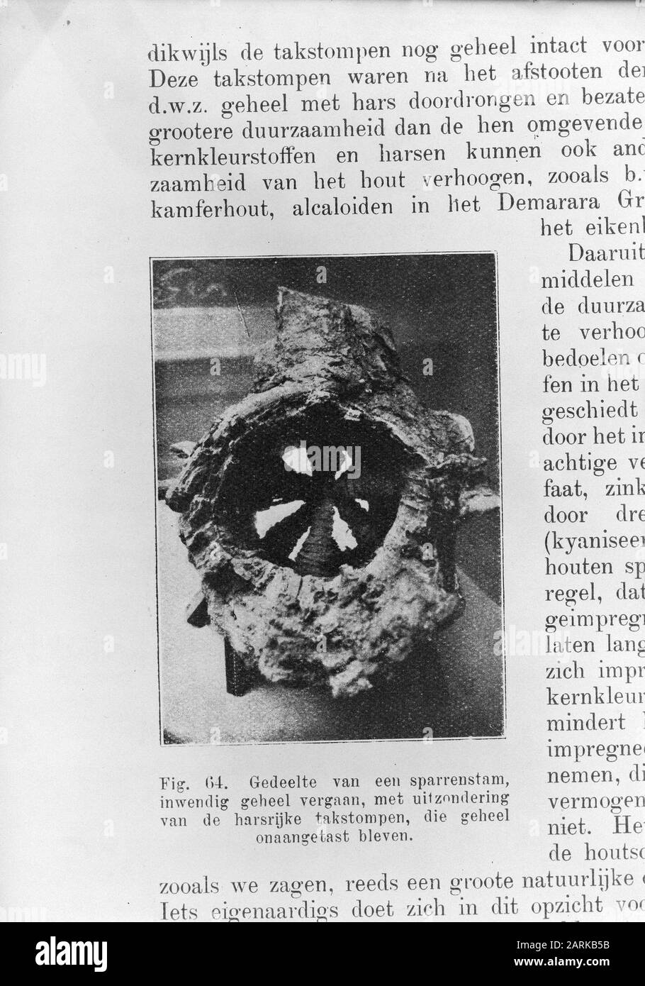 Tige d'épinette partiellement péri/cours 1950 Date: Non datée mots clés: Arbres de conifères, reproductions Nom personnel: Sapin Banque D'Images