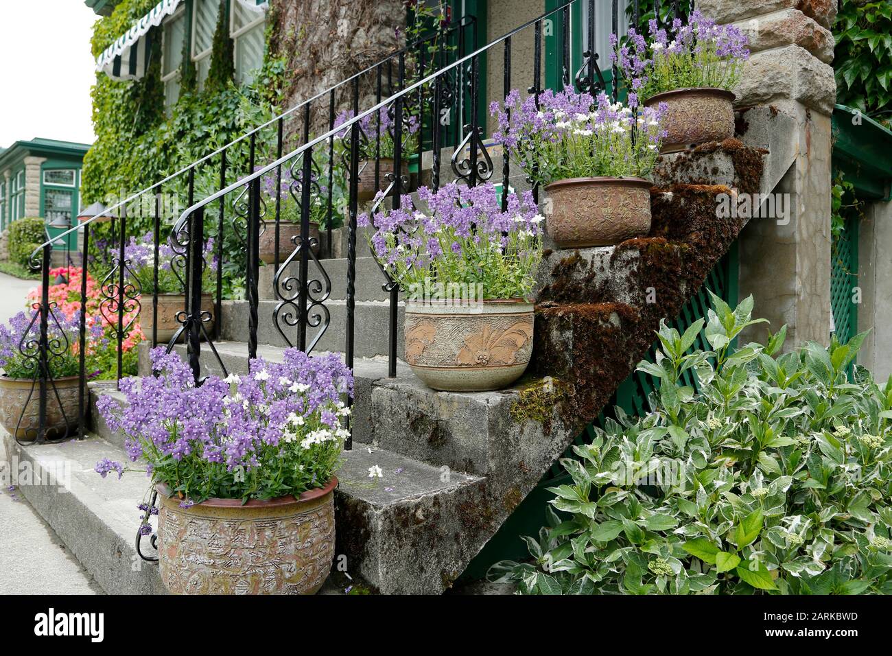 Un escalier bordé de belles fleurs violettes en pot aux Butchart Gardens. Banque D'Images