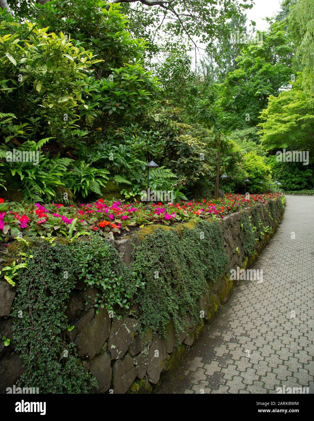 Belle fleur rose Impatiens le long d'un mur vert de jardin. Banque D'Images