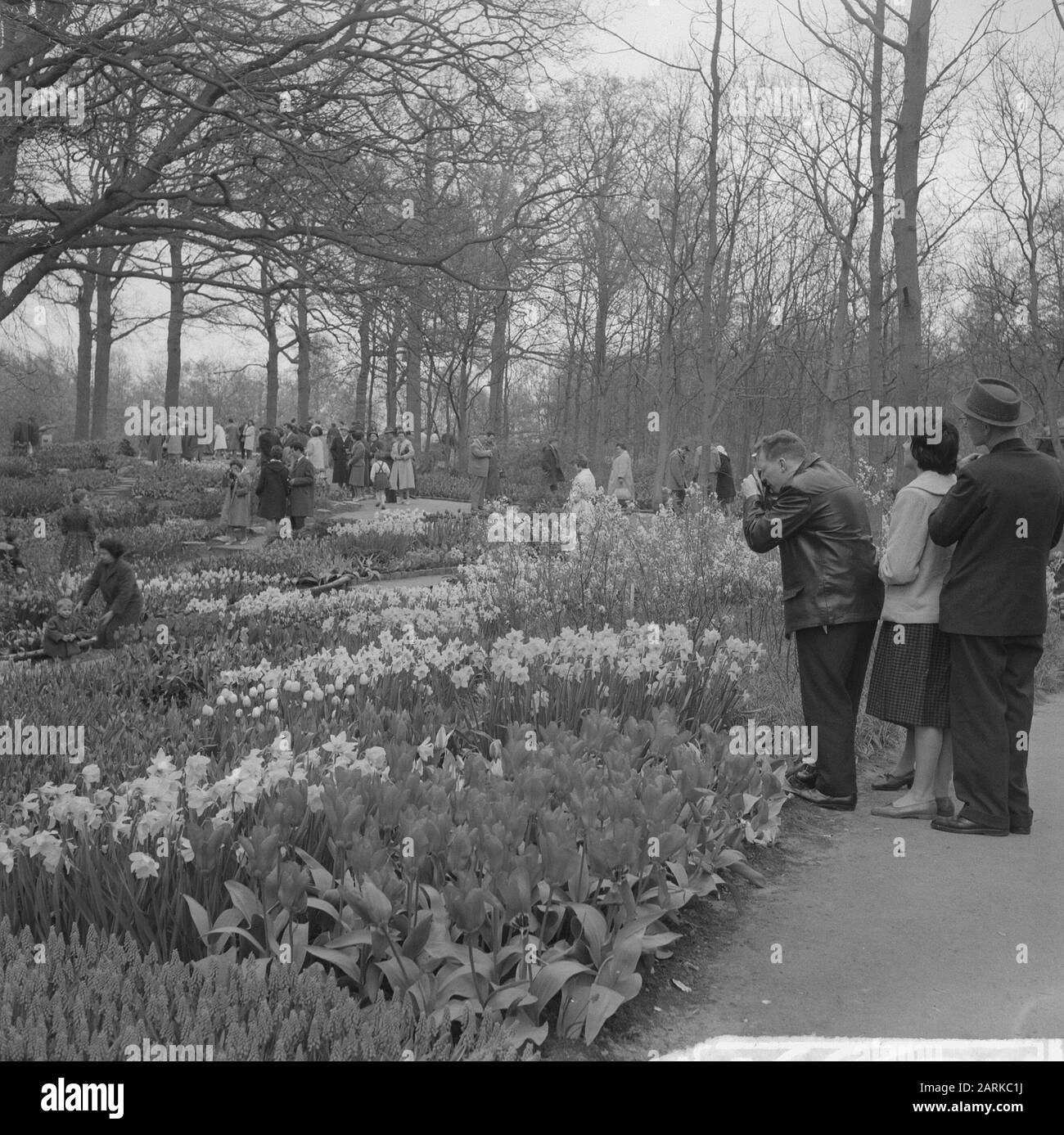 Impression sur le Keukenhof Date: 16 avril 1961 lieu: Lisse, Zuid-Holland mots clés: Fleurs, parcs, loisirs Nom de l'établissement: Keukenhof Banque D'Images