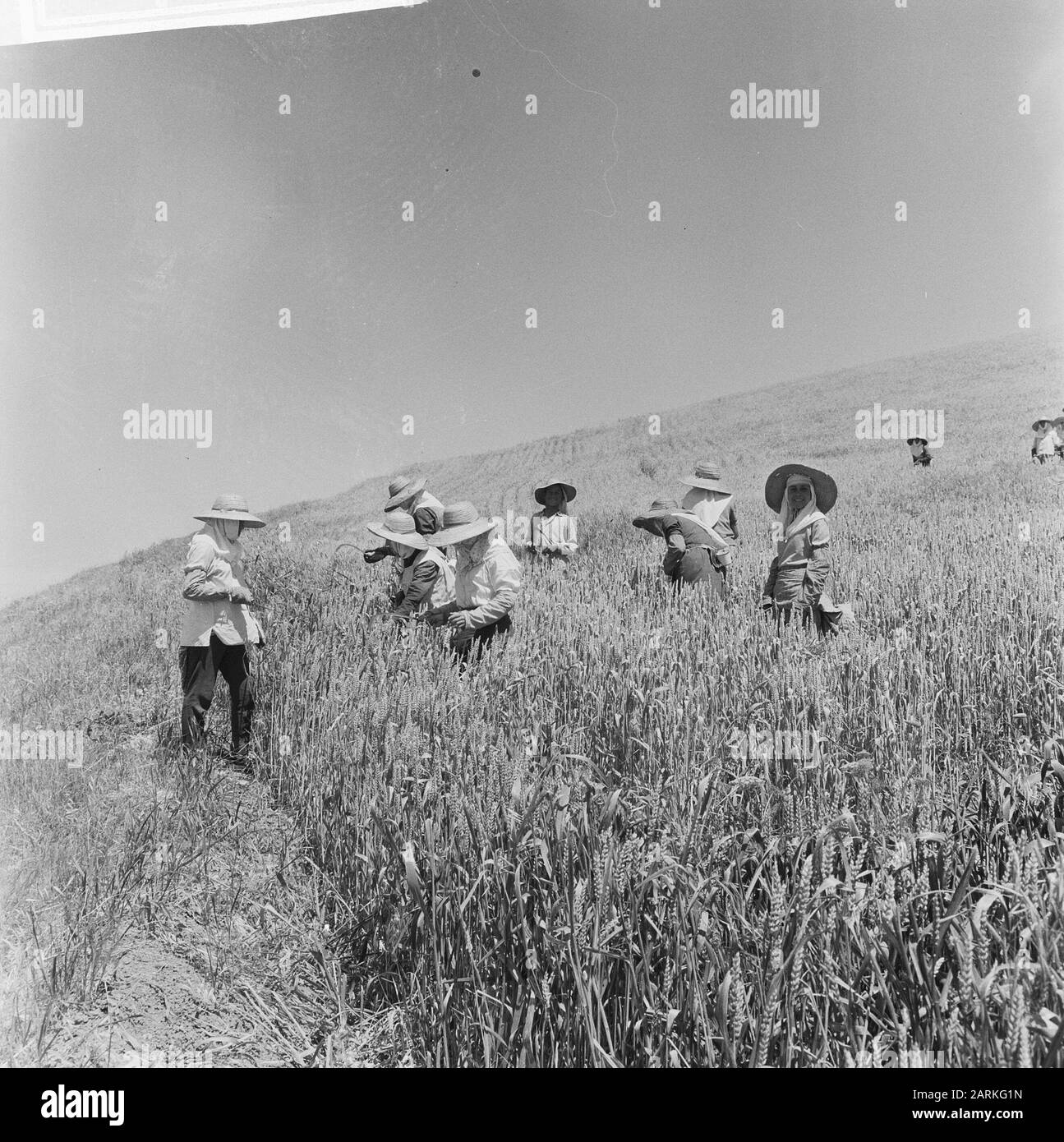 Espagne, agriculture, récolte Date: 27 juillet 1965 lieu: Espagne mots clés: Travailleurs agricoles Banque D'Images