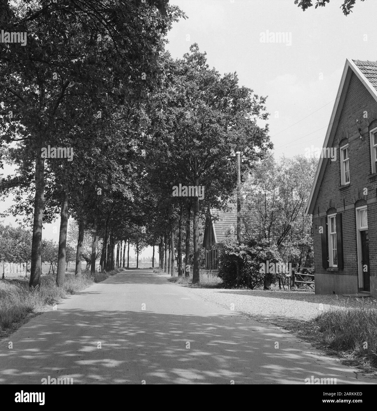 Plantation de routes, chêne, natif, ploensestraat Date: Non-daté lieu: Pigeons mots clés: Chêne, natif, plantation de routes Nom personnel: Ploensestraat Banque D'Images