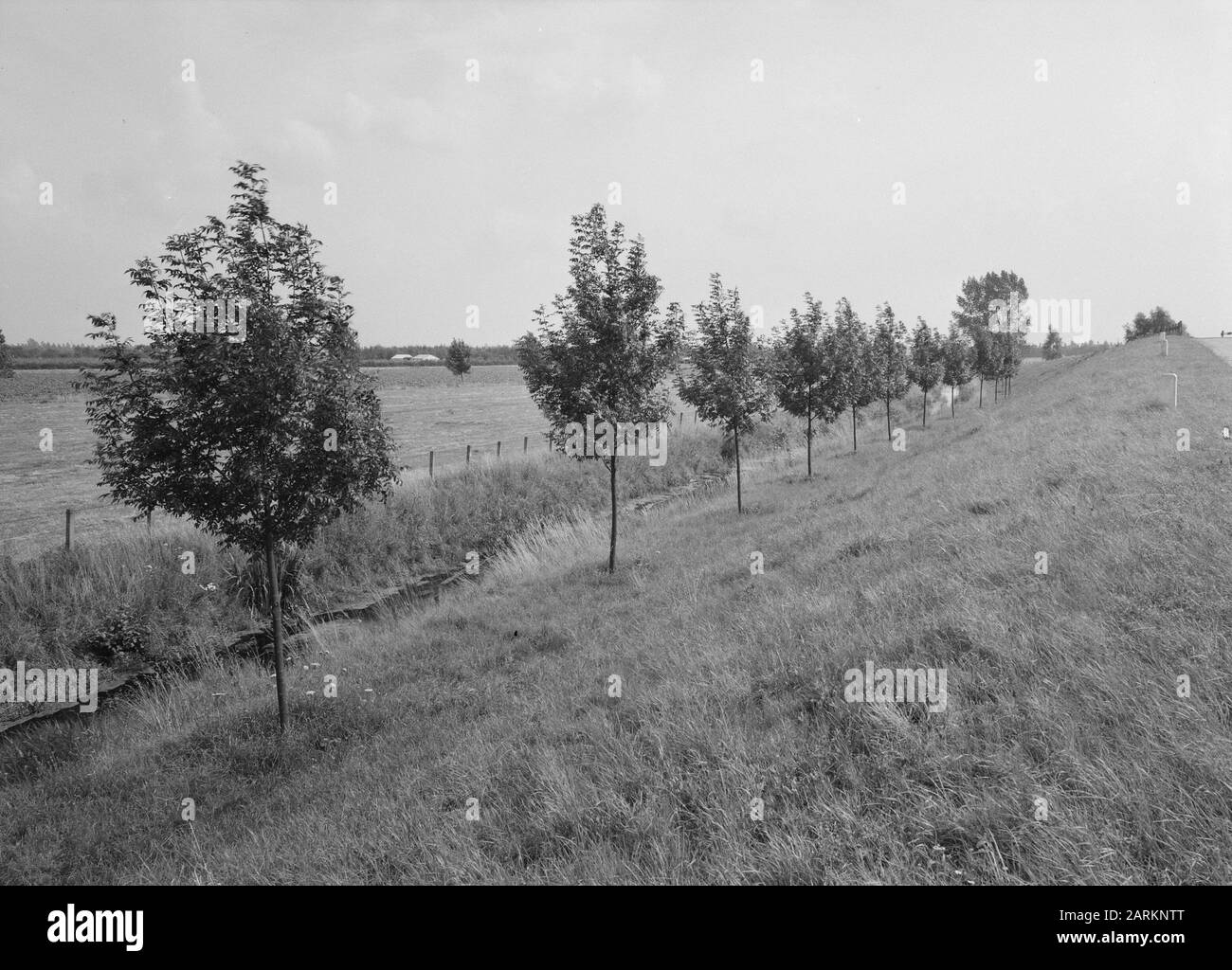 Plantation de routes. Essen le long de Rijksweg Arnhem - Nijmegen Date: Non-daté lieu: Arnhem, Nijmegen mots clés: Essen, Rijkswegen, weg planter Banque D'Images Plantation de routes. Essen le long de Rijksweg Arnhem - Nijmegen Date: Non-daté lieu: Arnhem, Nijmegen mots clés: Essen, Rijkswegen, weg planter Banque D'Images