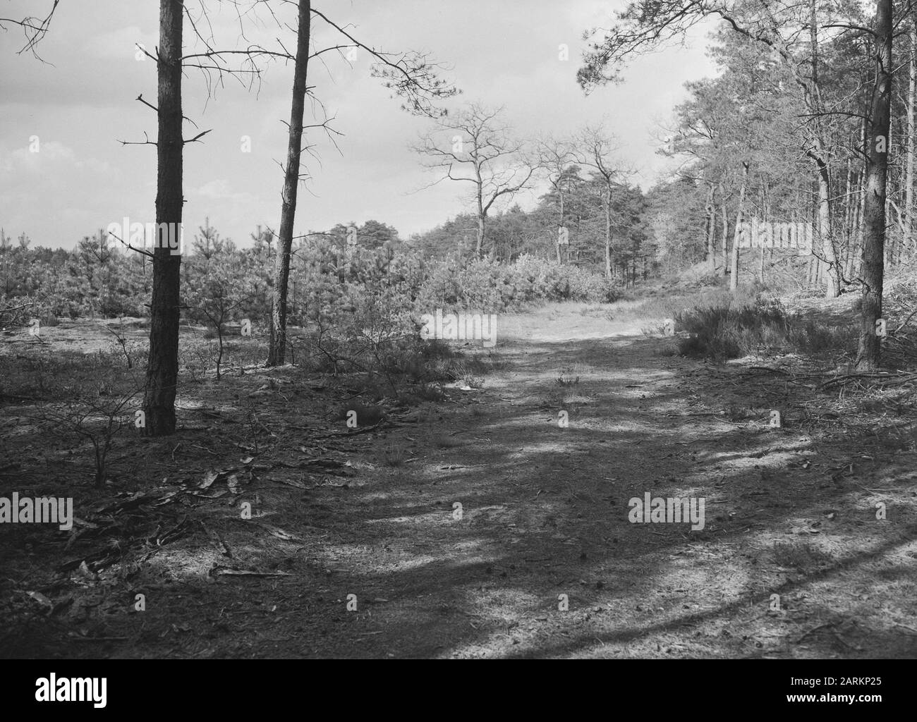 Jeunes plantages dans une forêt Date: Mai 1957 lieu: Arnhem mots clés: Plantations mixtes, jeunes plantages Nom personnel: De ferme sauvage Banque D'Images