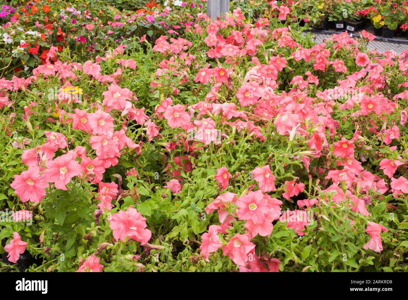 Gros plan des fleurs de Petunia 'Daddy Mix' roses cultivées récipients en plastique à l'intérieur d'une serre commerciale à cadre d'acier en été Banque D'Images