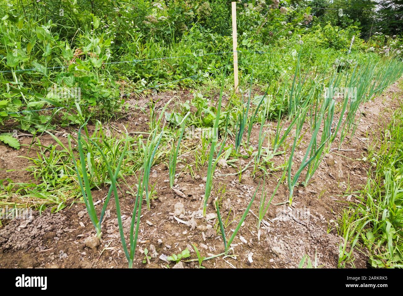 Rangées de plantes végétales Allium fistulosum - oignon vert terrain de jardin biologique de cour en été Banque D'Images