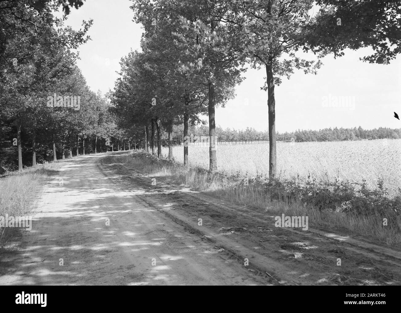 Plantation de routes, chêne, domaines, Eikenlaan Date: Non daté mots clés: Chêne, domaines, plantation de routes Nom personnel: Eikenlaan Institutionname: Utrecht, The Banque D'Images