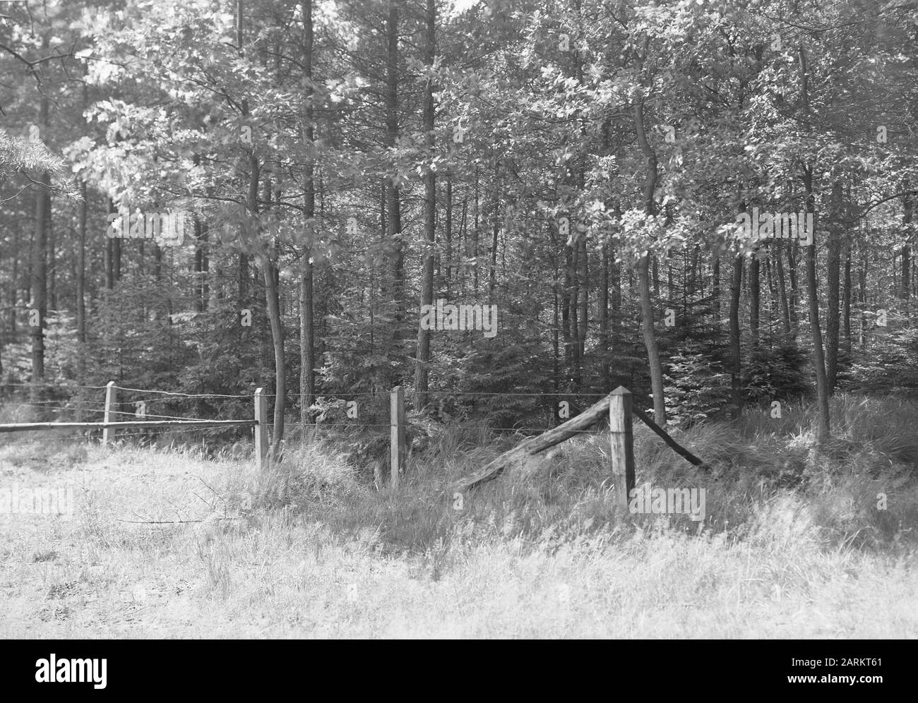 Plantations mixtes, haagse bos, épinette fine, chêne Date: Non daté lieu: Lonneker mots clés: Plantations mixtes Nom personnel: Chêne, pin, forêt haagse : Inconnu/Heideme Banque D'Images