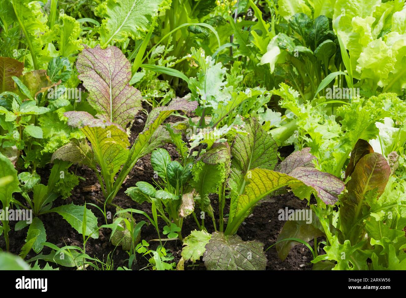 Mélange Lactuca sativa - lettuces y compris Eruca sativa - Rocket dans jardin biologique de cour terrain en été Banque D'Images