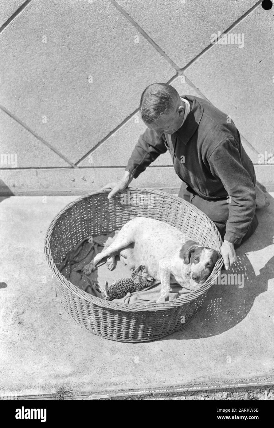 Un chien alimente une jeune panthère Date: 29 juin 1946 mots clés: Chiens, panthers, alimentation Banque D'Images