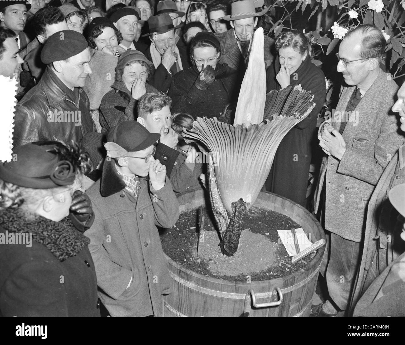 Feuille de serpent géante en fleur. Chalice à Leiden ouvre l'annotation: Amorphophallus Titanum ou Géant Arum. L'ampoule de l'usine a été envoyée par le couple Schrage de Sumatra aux Pays-Bas. La fleur répand un pustuch pénétrant Date: 20 février 1956 lieu: Leiden, Zuid-Holland mots clés: Plantes Banque D'Images
