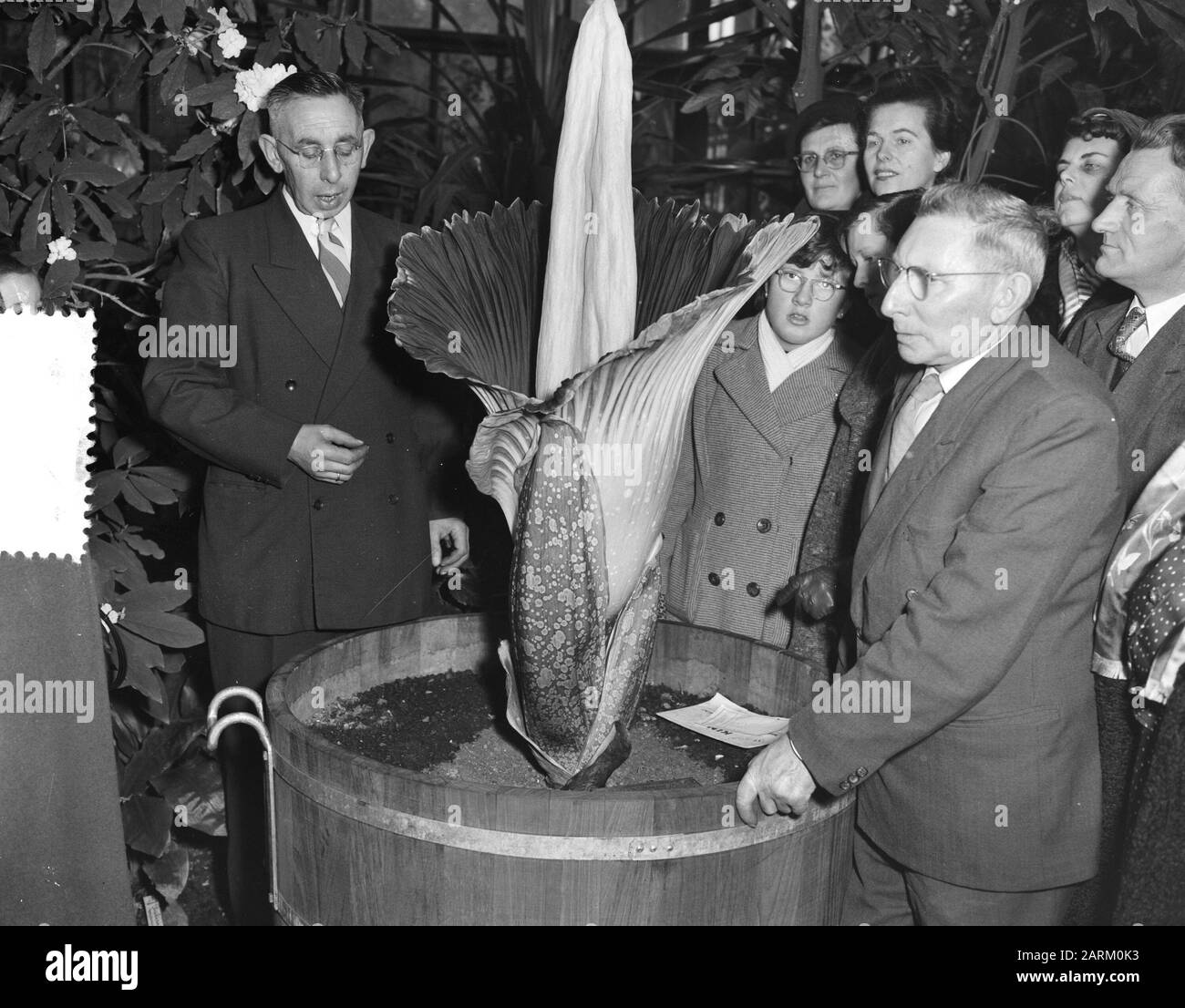 Feuille de serpent géante en fleur. Chalice à Leiden ouvre l'annotation: Amorphophallus Titanum ou Géant Arum. L'ampoule de l'usine a été envoyée par le couple Schrage de Sumatra aux Pays-Bas. Date: 19 février 1956 lieu: Leiden, Zuid-Holland mots clés: Bloom, ouvertures, plantes Banque D'Images