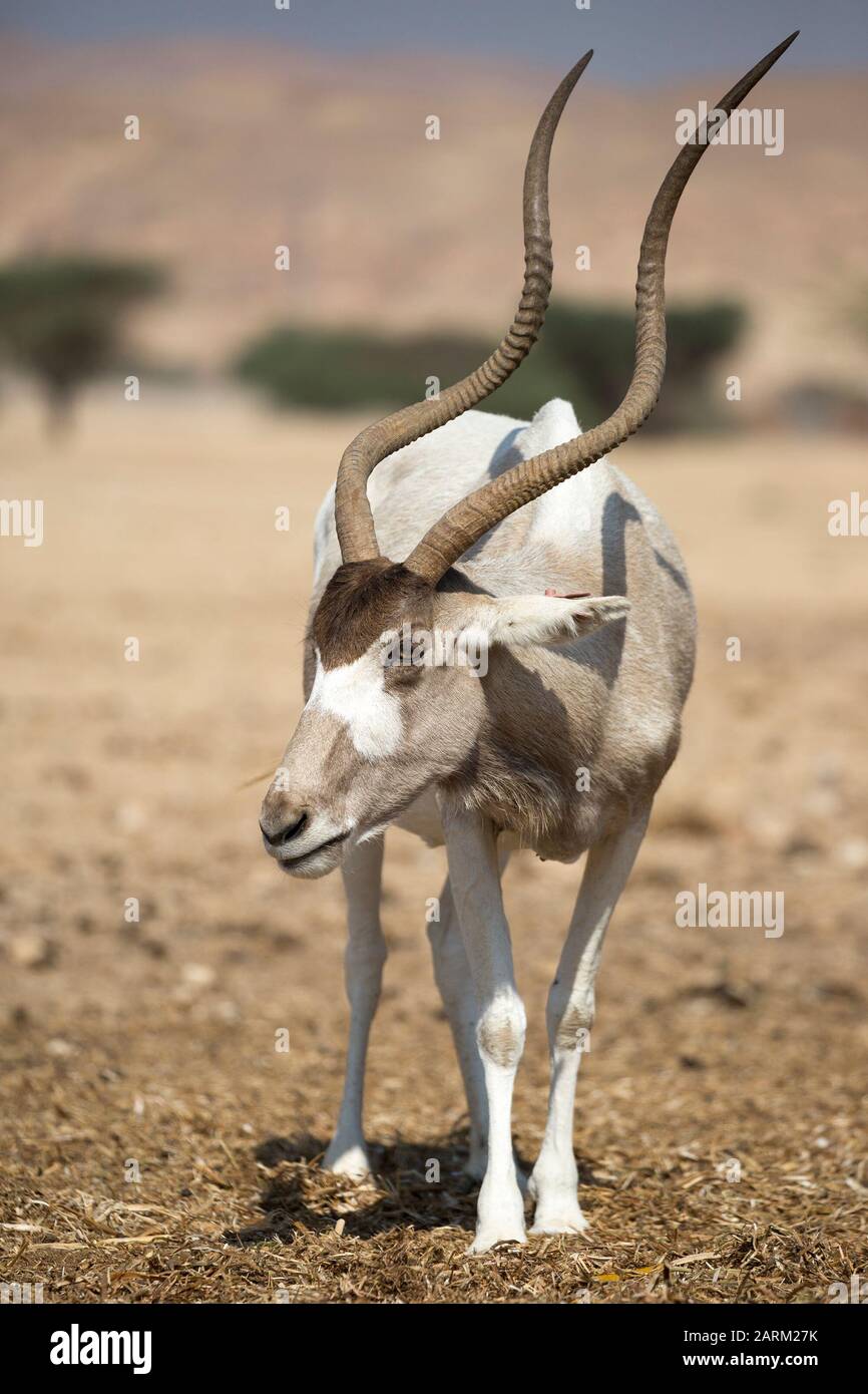 Addax (Addax nasomaculatus), une espèce en danger critique dans le centre de reproduction et de réacclimatation de la réserve naturelle de Yotvata Hai-Bar, désert du Negev, Israël Banque D'Images