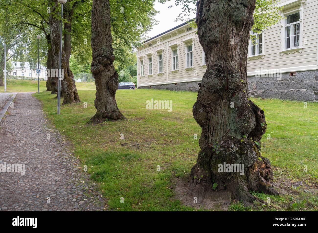 Trunks Linden Tree à Kustaa II:n Katu Street à Hämeenlinna Finlande Banque D'Images