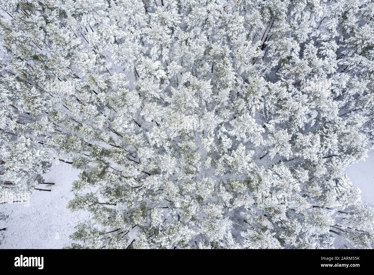 de grands pins sous la neige blanche dans la forêt viticole. photo de drone aérienne en regardant vers le bas Banque D'Images