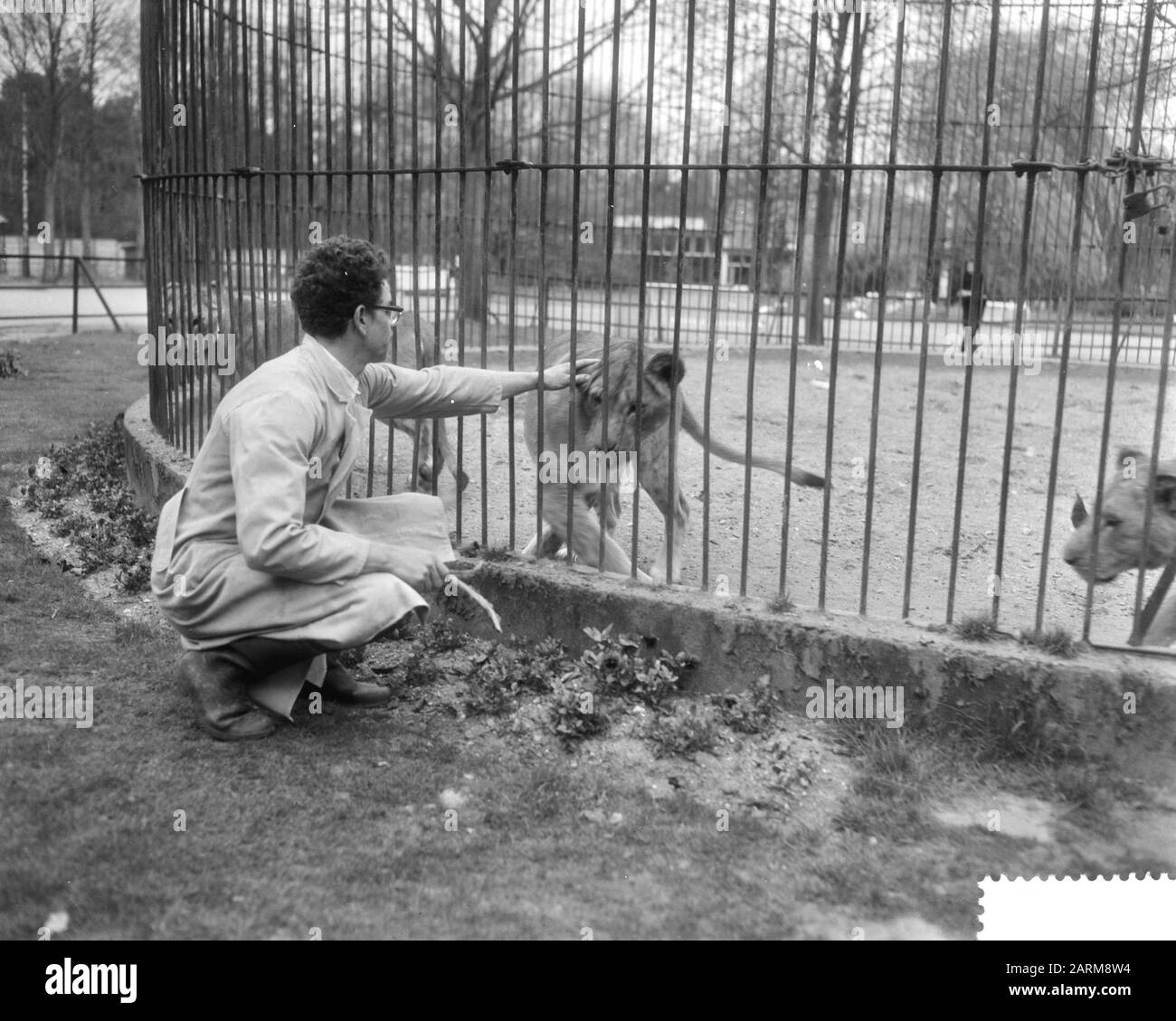 Predator Frits Verbrugge sauvé dans la cage du lion par collègue Rudi Sitters Date : 6 avril 1959 Banque D'Images