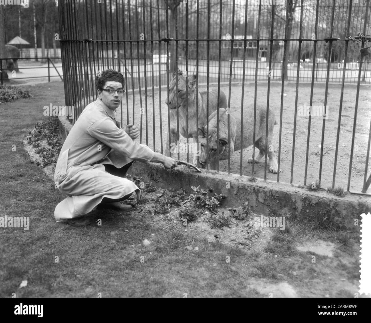 Predator Frits Verbrugge sauvé dans la cage du lion par collègue Rudi Sitters Date : 6 avril 1959 Banque D'Images