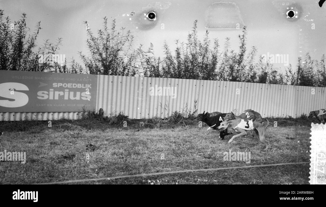 Championnat européen de lévriers course à Amsterdam, finale Greyhound mâle chien Date: 20 septembre 1959 lieu: Amsterdam, Noord-Holland mots clés: CHAMPIES, GREATERSHIES Nom personnel: Greyhound Banque D'Images