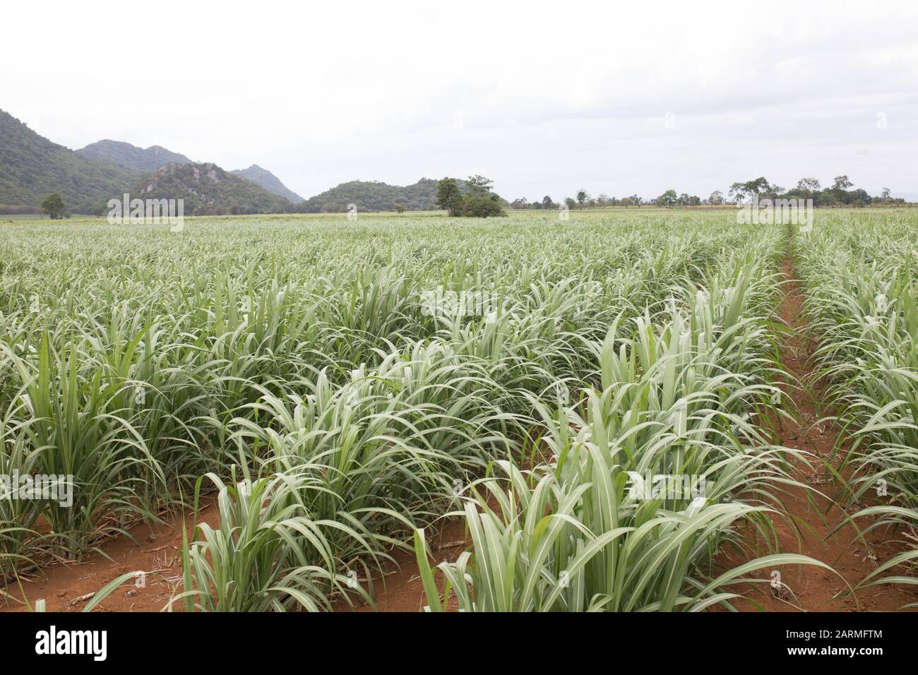 Rangées de jeunes canne à sucre dans les terres agricoles Banque D'Images