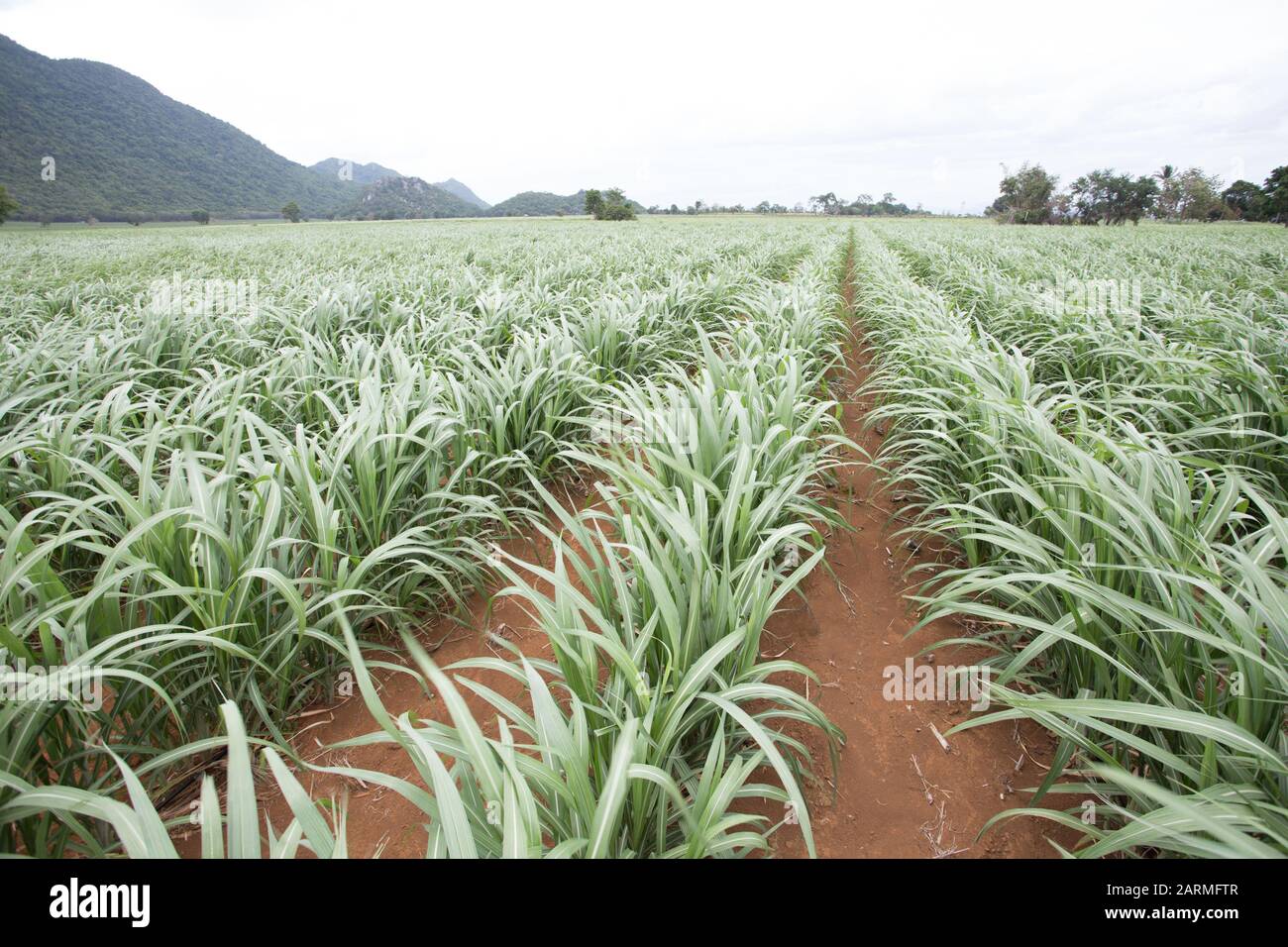 Rangées de jeunes canne à sucre dans les terres agricoles Banque D'Images