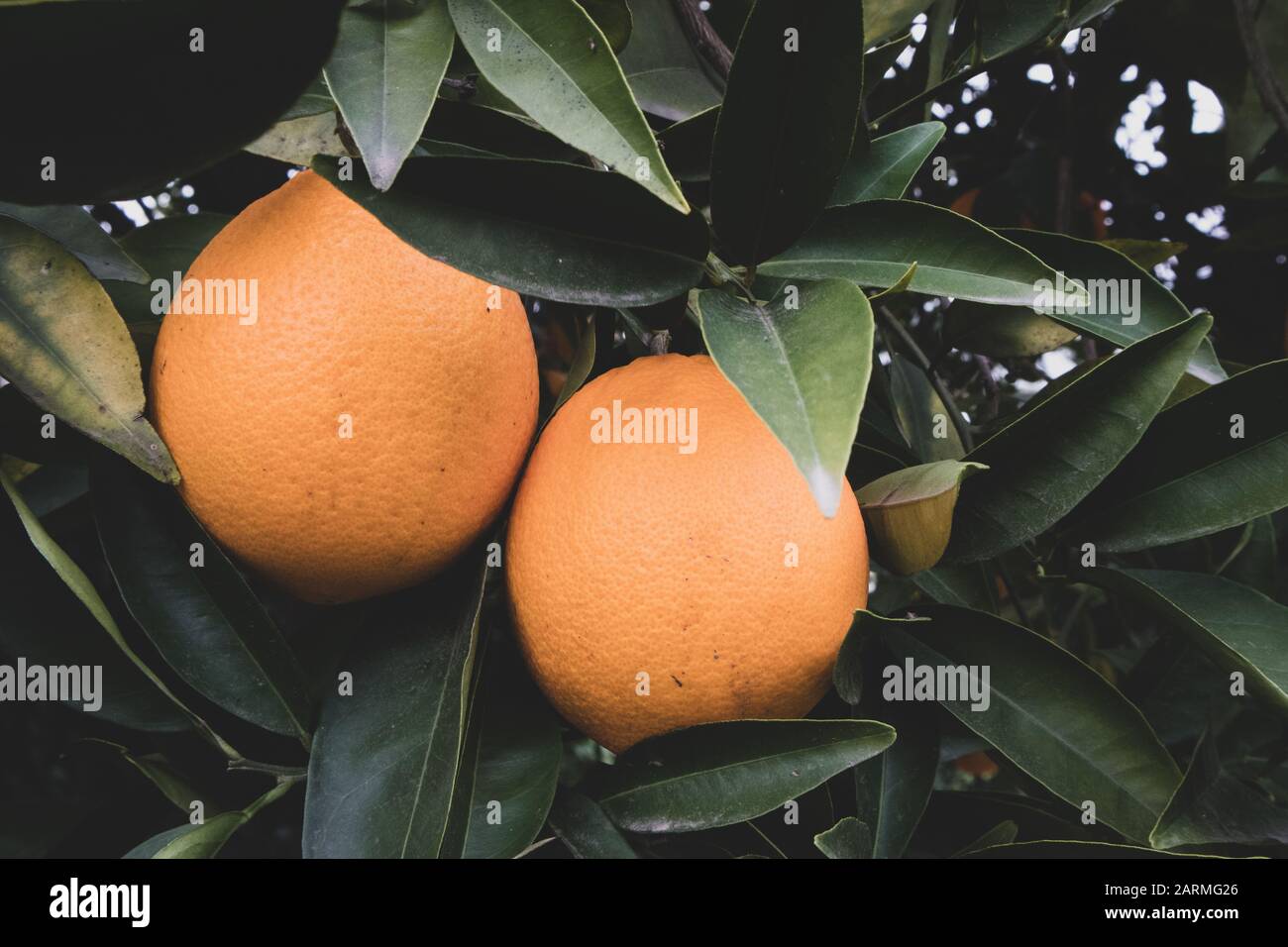 Oranges Poussant sur l'arbre en Californie Banque D'Images