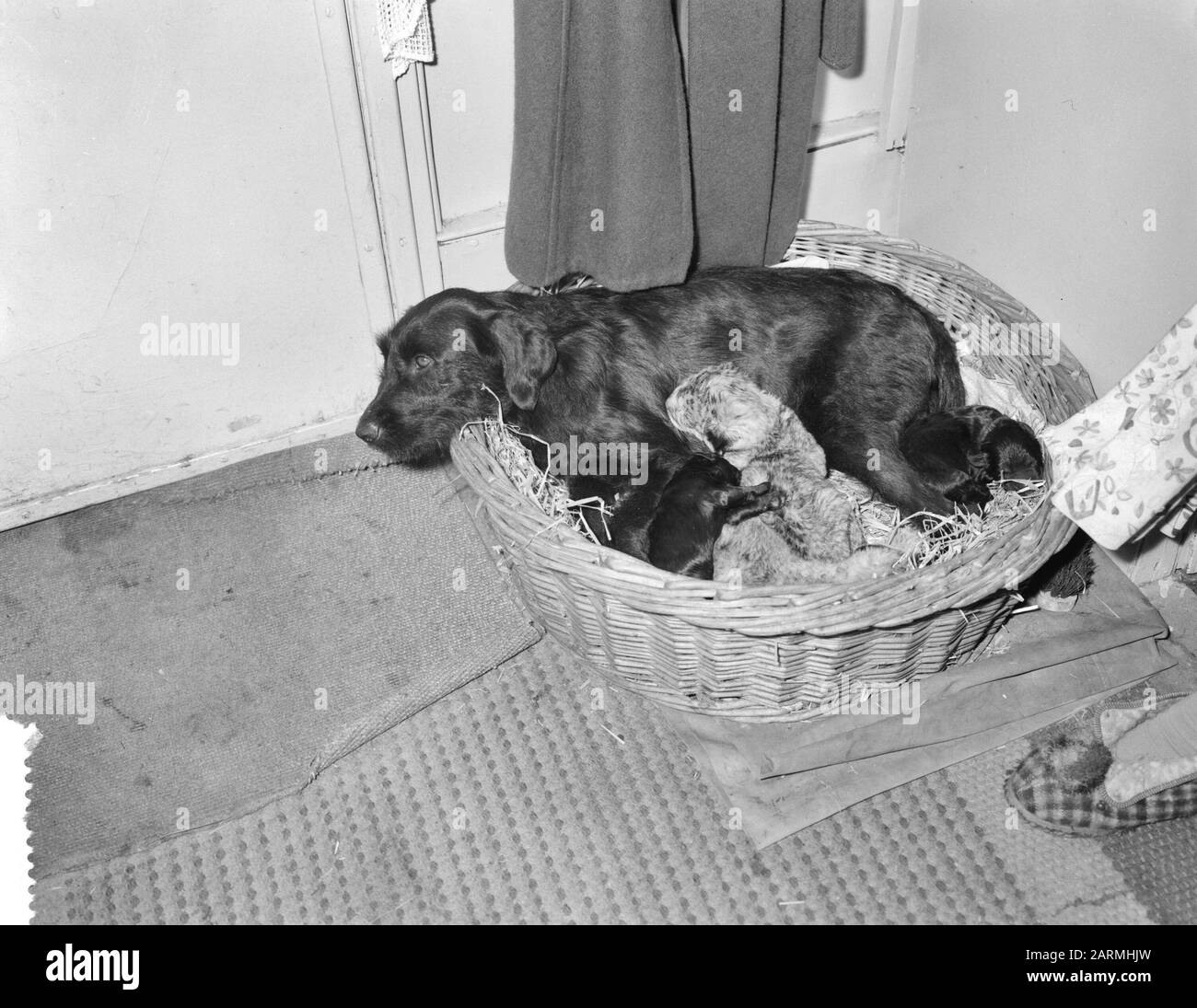 Jeunes lions à Boltini à chien Date: 2 mai 1961 mots clés: Chiens Nom De La Personne: Boltini Banque D'Images