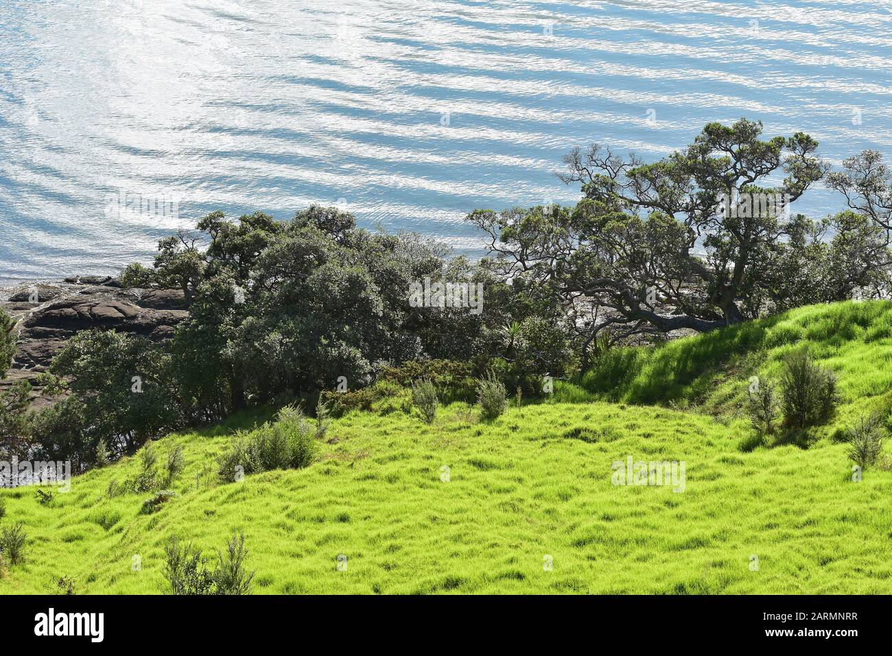 Arbres de Pohutukawa au pied de la pente verte sur la rive de la mer. Banque D'Images