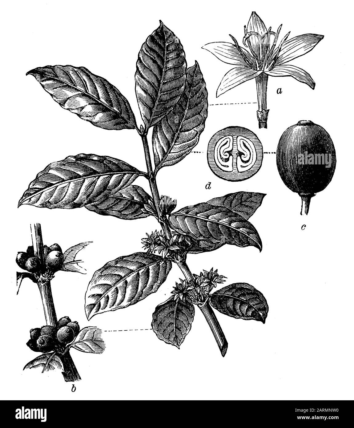 Café arabe, Coffea arabica, (encyclopédie, 1898) Banque D'Images
