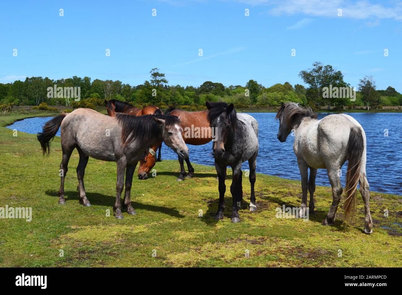 New Forest Horses À Côté De Whitten Pond, Burley, Hampshire, Royaume-Uni Banque D'Images