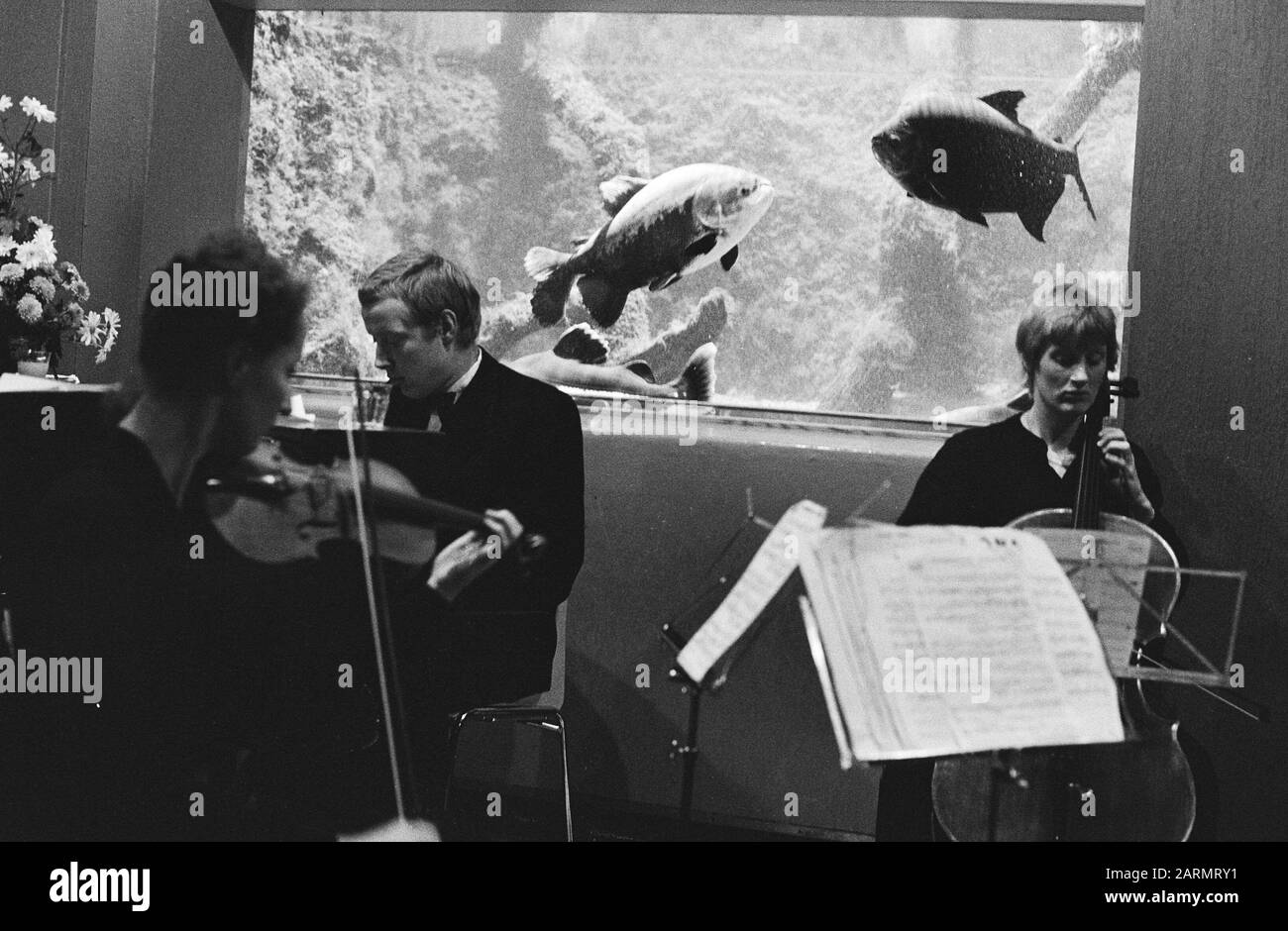 Artis aquarium de 100 ans célébration avec un orchestre de salon pour l'un des aquariums Date: 2 décembre 1982 lieu: Amsterdam, Noord-Holland mots clés: Aquariums, anniversaires, musiciens, instruments de musique, orchidées, nom de l'établissement de pêche: Artis Banque D'Images