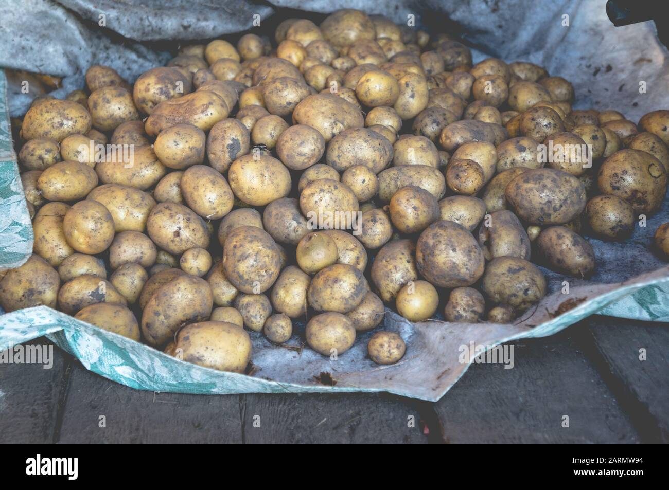 Pieu de pommes de terre fraîches récoltées sur un sol en bois dans un hangar Banque D'Images