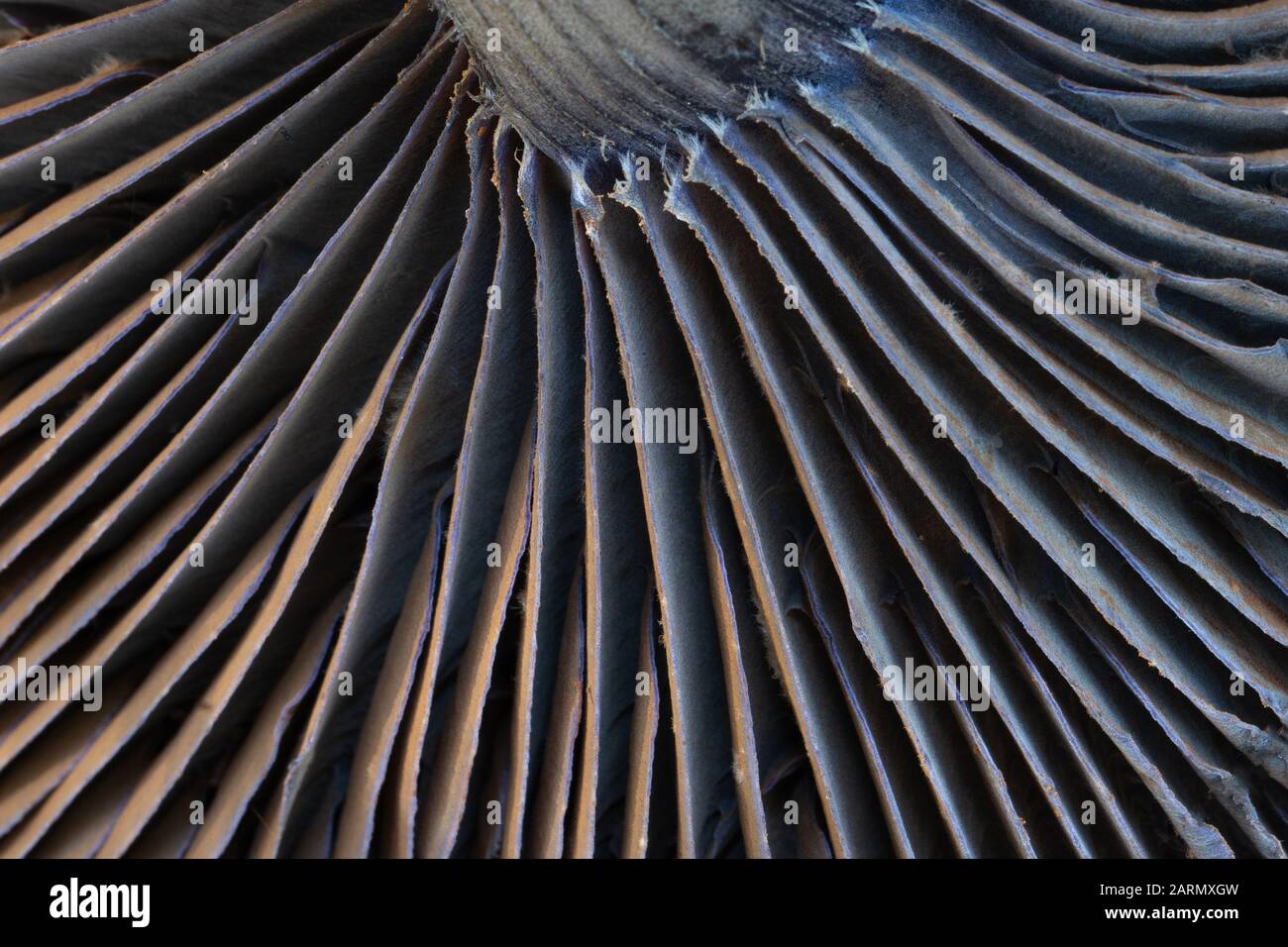 Détail forêt mauve ornement Cortinarius hercynicus. Champignon non comestible. Banque D'Images