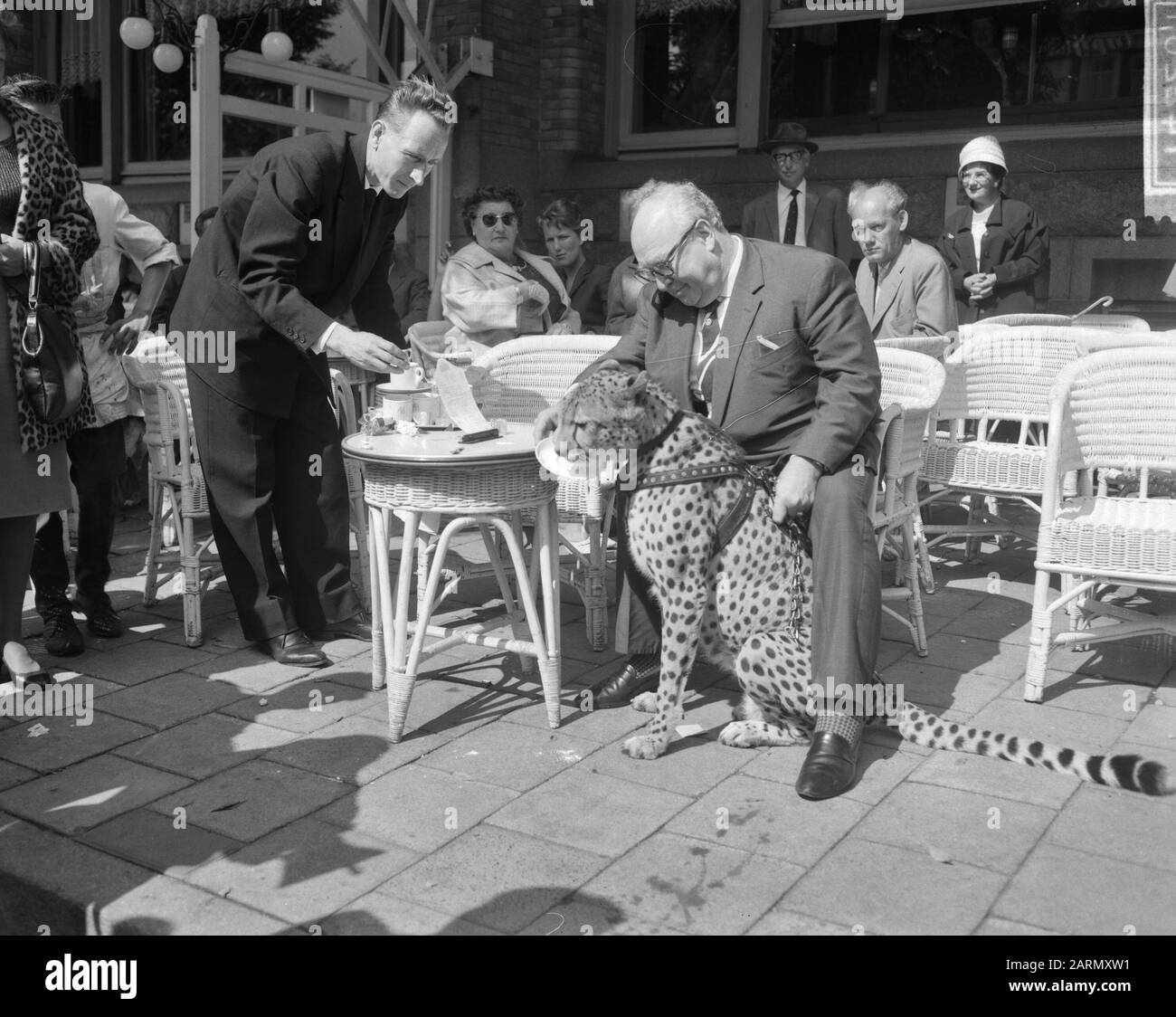 La panthère de chasse du Kalanagshow marche à travers Amsterdam Date: 21 août 1962 lieu: Amsterdam, Noord-Holland mots clés: Promenades Banque D'Images