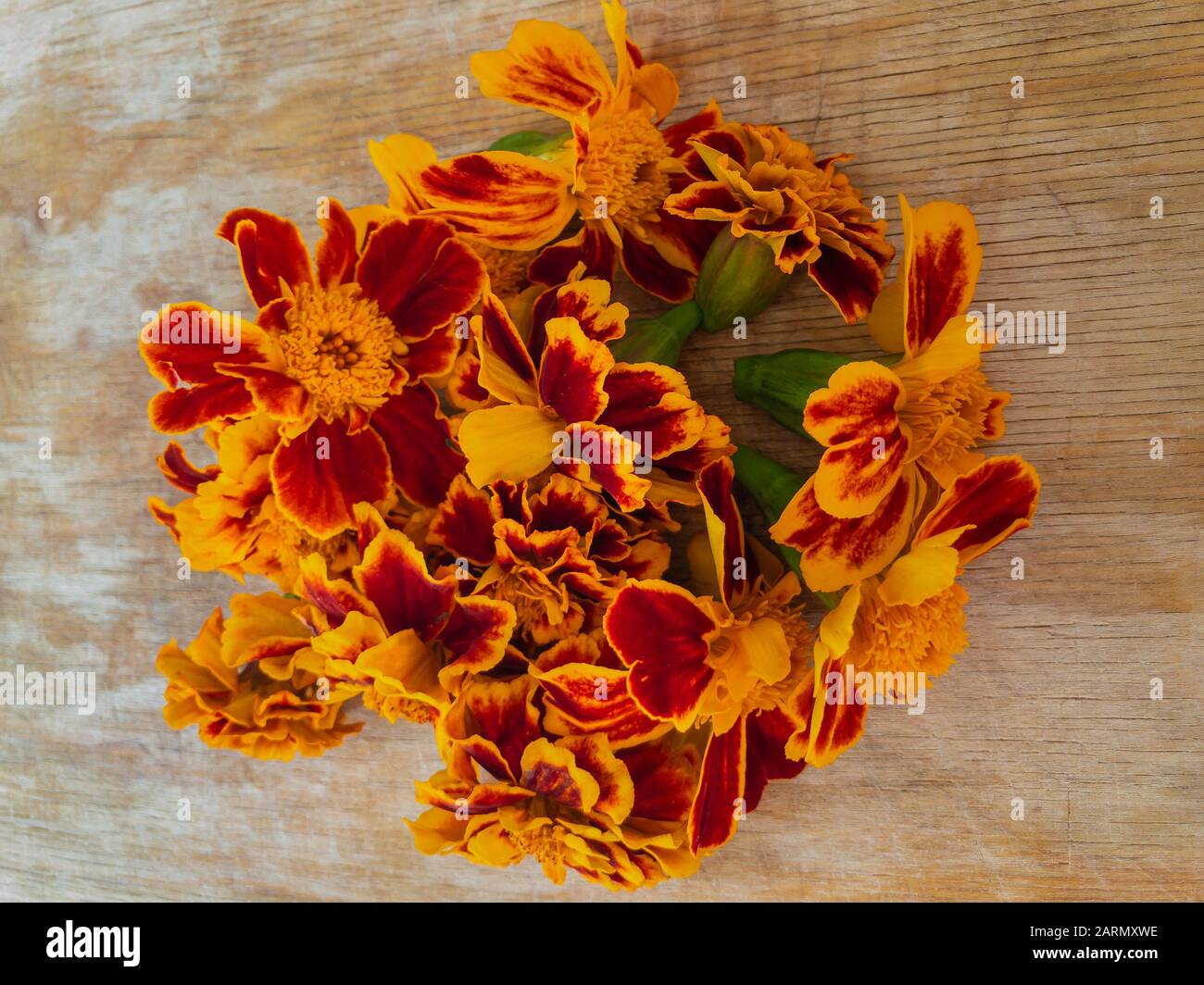 Vue de dessus sur les bourgeons frais de tagetes patula (marigold français) fleurs allongé sur une surface en bois séchage pour l'utilisation dans des boissons chaudes aromatisées en Ukraine Banque D'Images