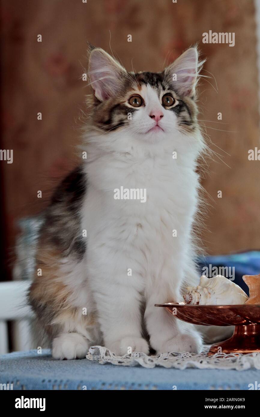 Un chatte de chat de forêt norvégienne doux assis sur une table à l'intérieur Banque D'Images