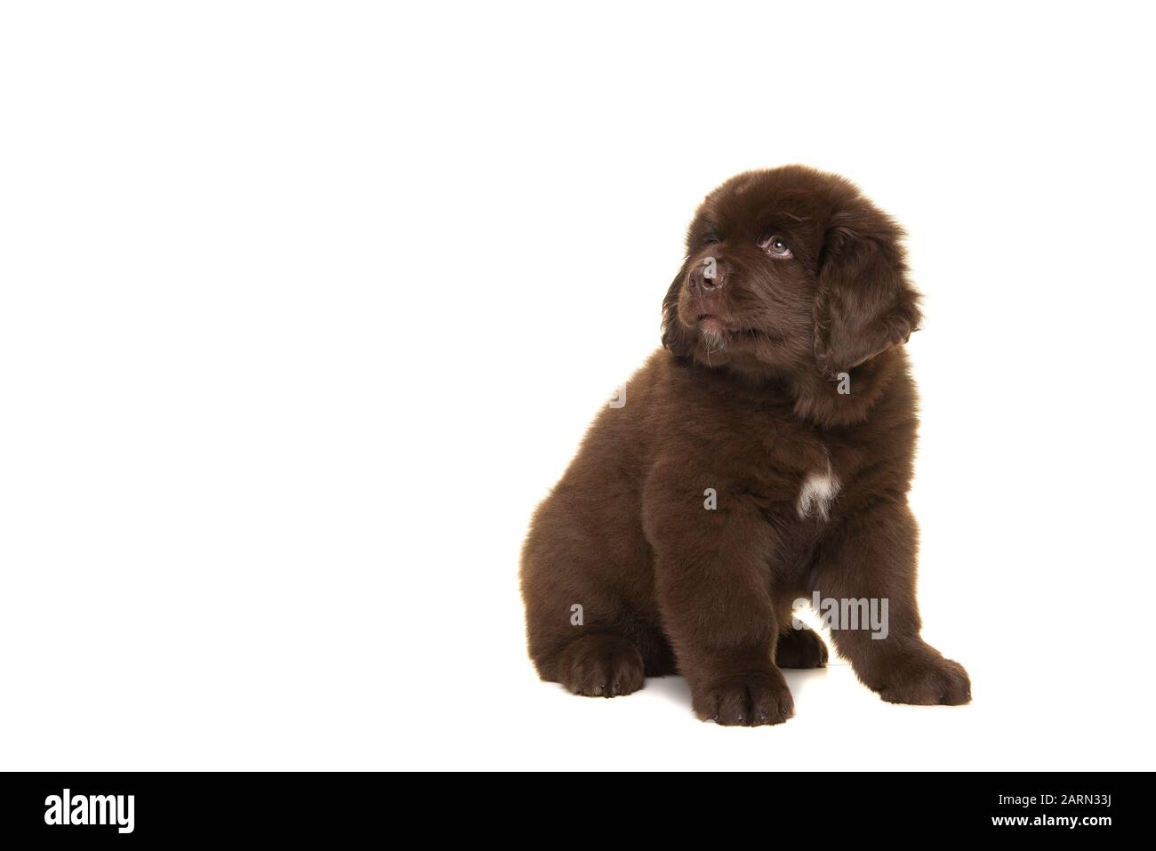 Mignon chien brun assis chiot de Terre-Neuve regardant loin isolé sur un fond blanc Banque D'Images