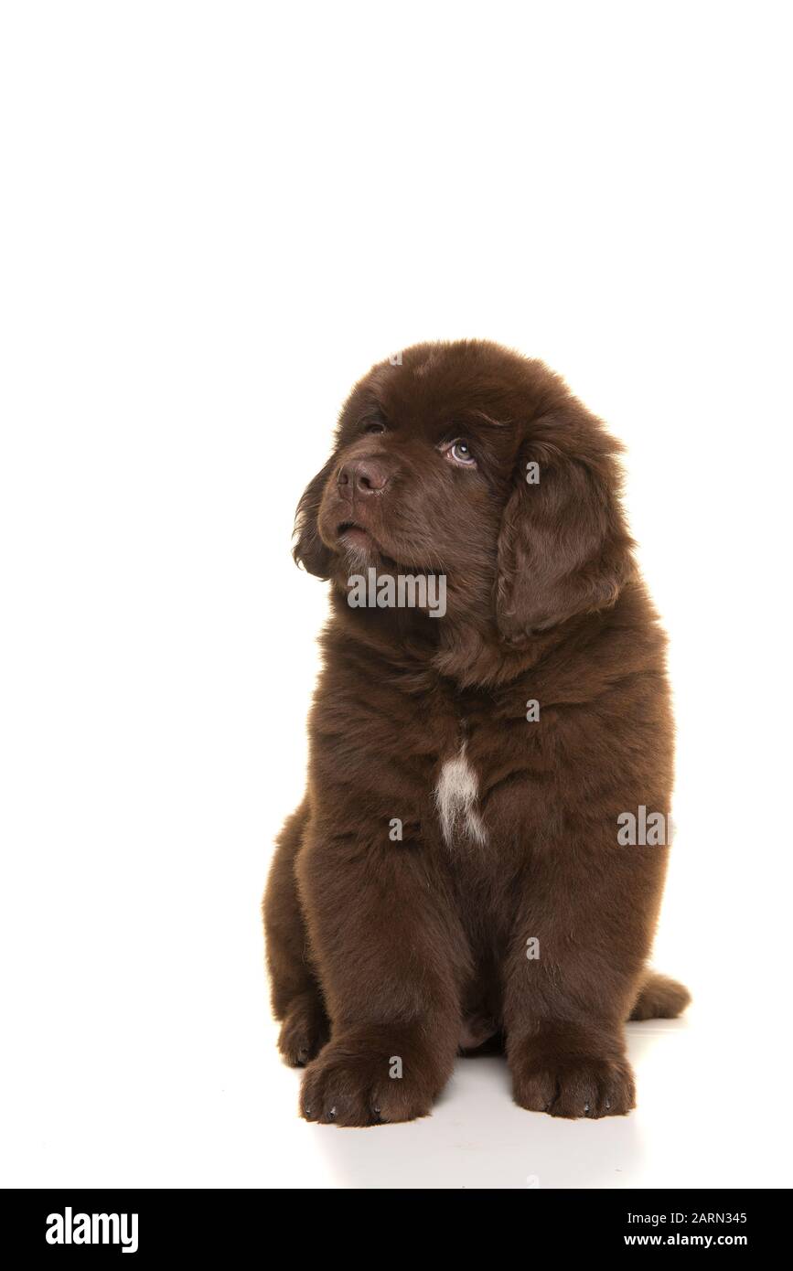 Mignon chien brun assis chiot de Terre-Neuve regardant isolé sur un fond blanc dans une image verticale Banque D'Images
