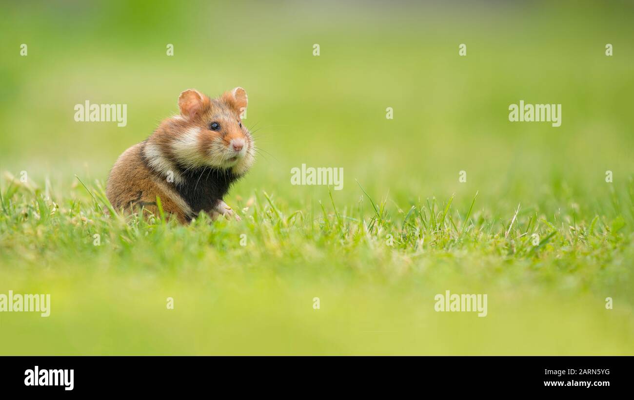 Adorable hamster à ventre noir debout dans un champ d'herbe verte Banque D'Images