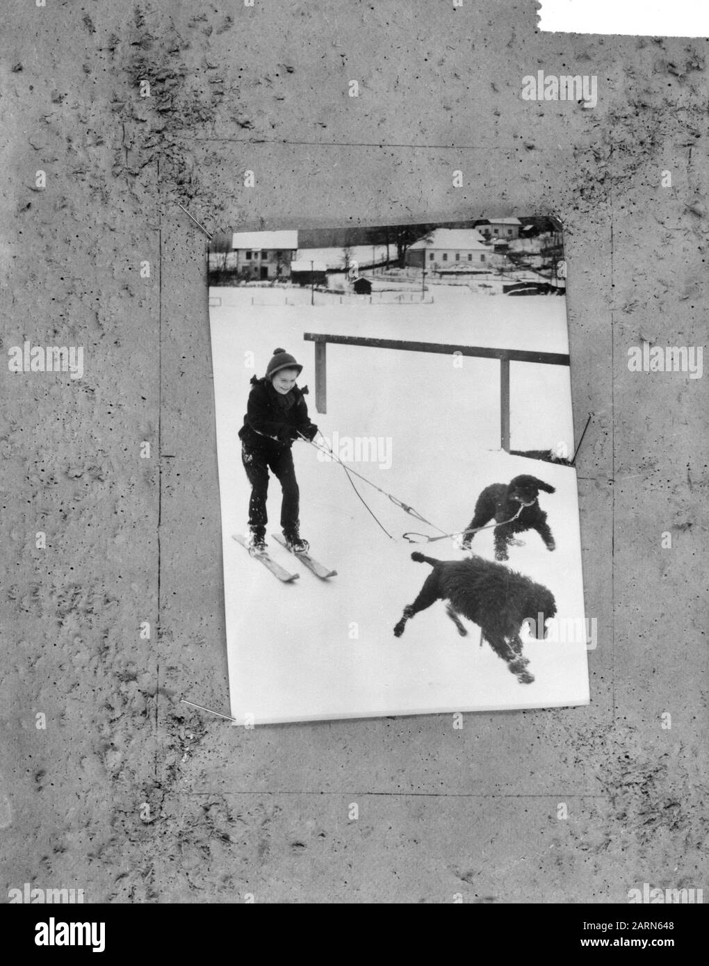 Skien avec deux PAN (chiens) Annotation: Repronegative Date: 14 décembre 1964 lieu: Autriche mots clés: Chiens, neige Banque D'Images