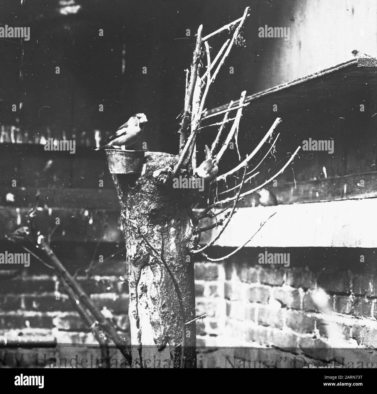 Oiseaux, pomme finch Date: Non daté mots clés: Oiseaux Nom personnel: Apple finch Banque D'Images