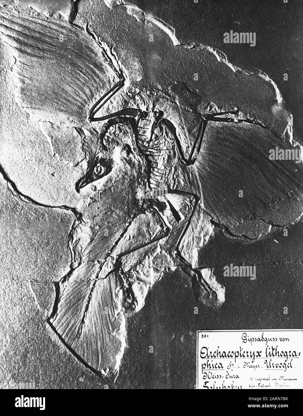 Du Jura van Solenhofen/Date: Non daté mots clés: Géologie Nom personnel: Archaeopteryx Banque D'Images Du Jura van Solenhofen/Date: Non daté mots clés: Géologie Nom personnel: Archaeopteryx Banque D'Images