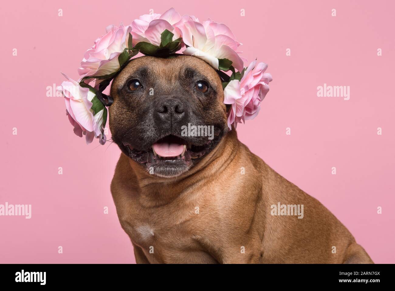 Portrait d'un joli terrier anglais Stafford regardant l'appareil photo portant une couronne de fleurs sur un fond rose Banque D'Images