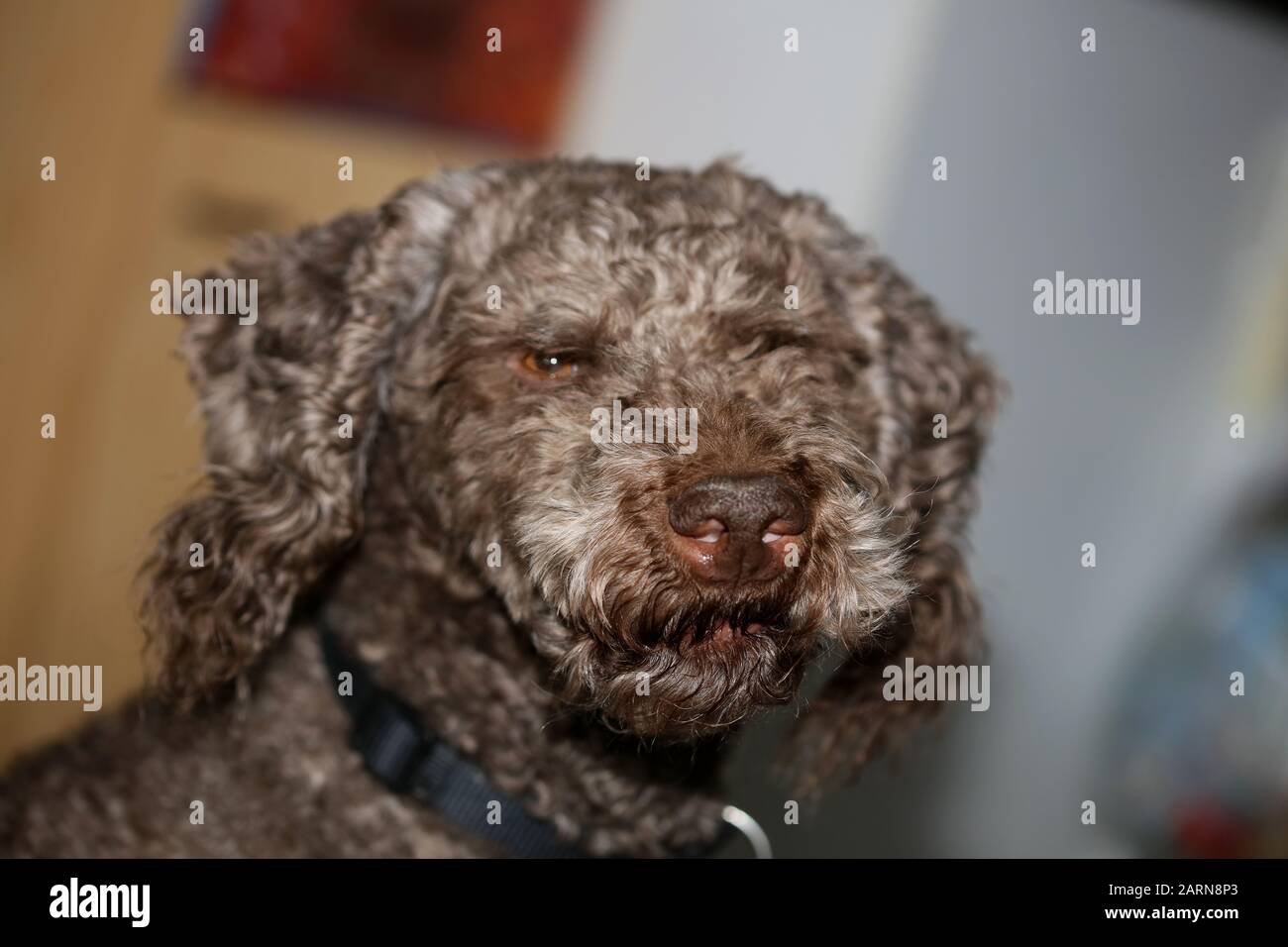 Portrait de chien gros plan de haute qualité grands imprimés lagotto romagnolo Banque D'Images